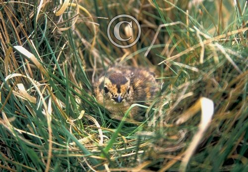 Grouse Chick DM0543